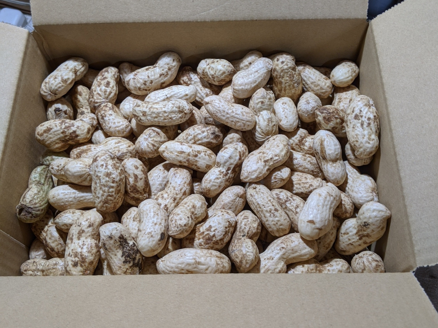 人気定番の 生落花生 3kg 塩ゆでしていただく千葉のソウルフード：千葉県産 野菜