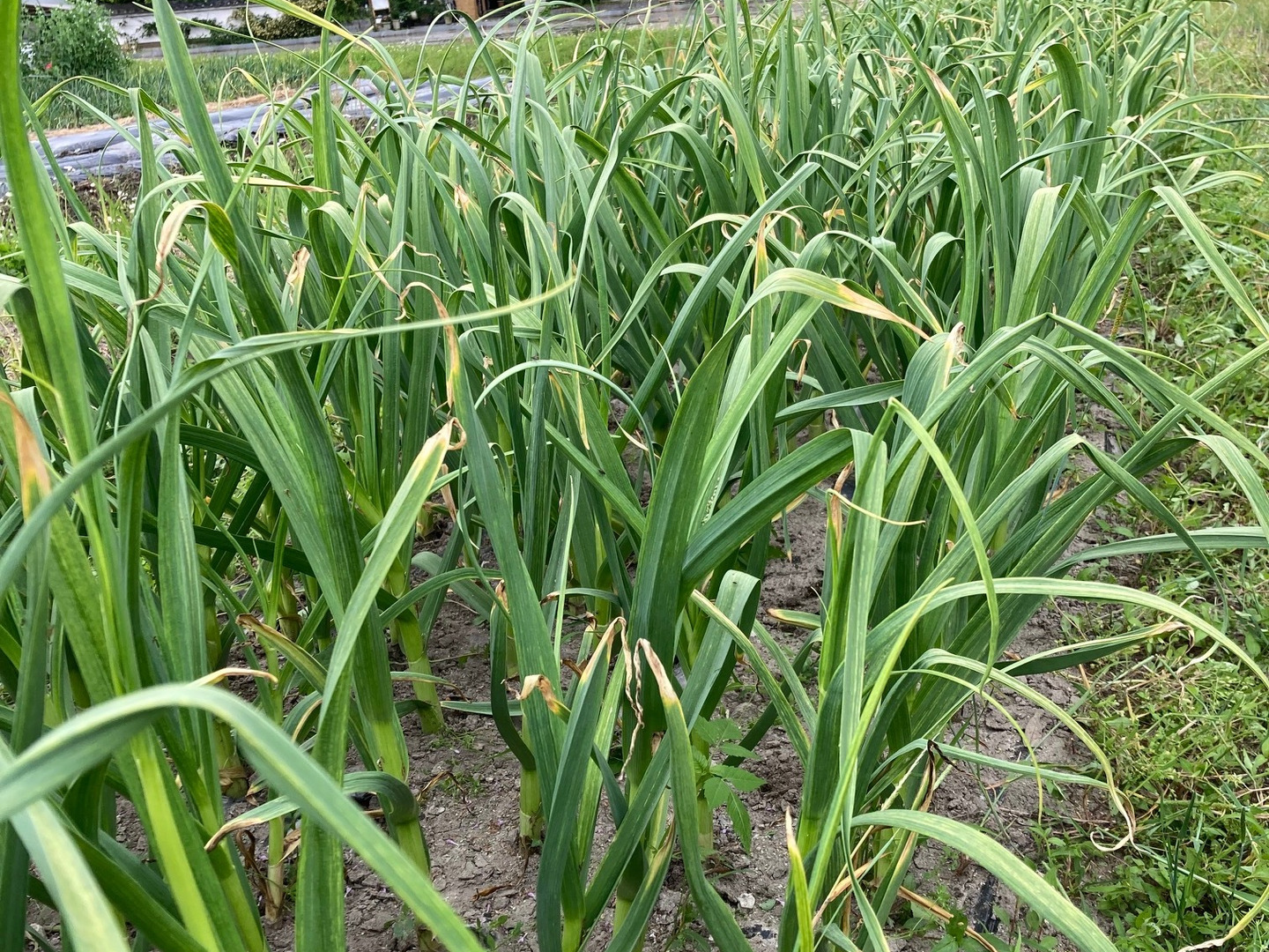 兵庫県産 生にんにく 約1キロ 自家栽培 フレッシュ 生ニンニク