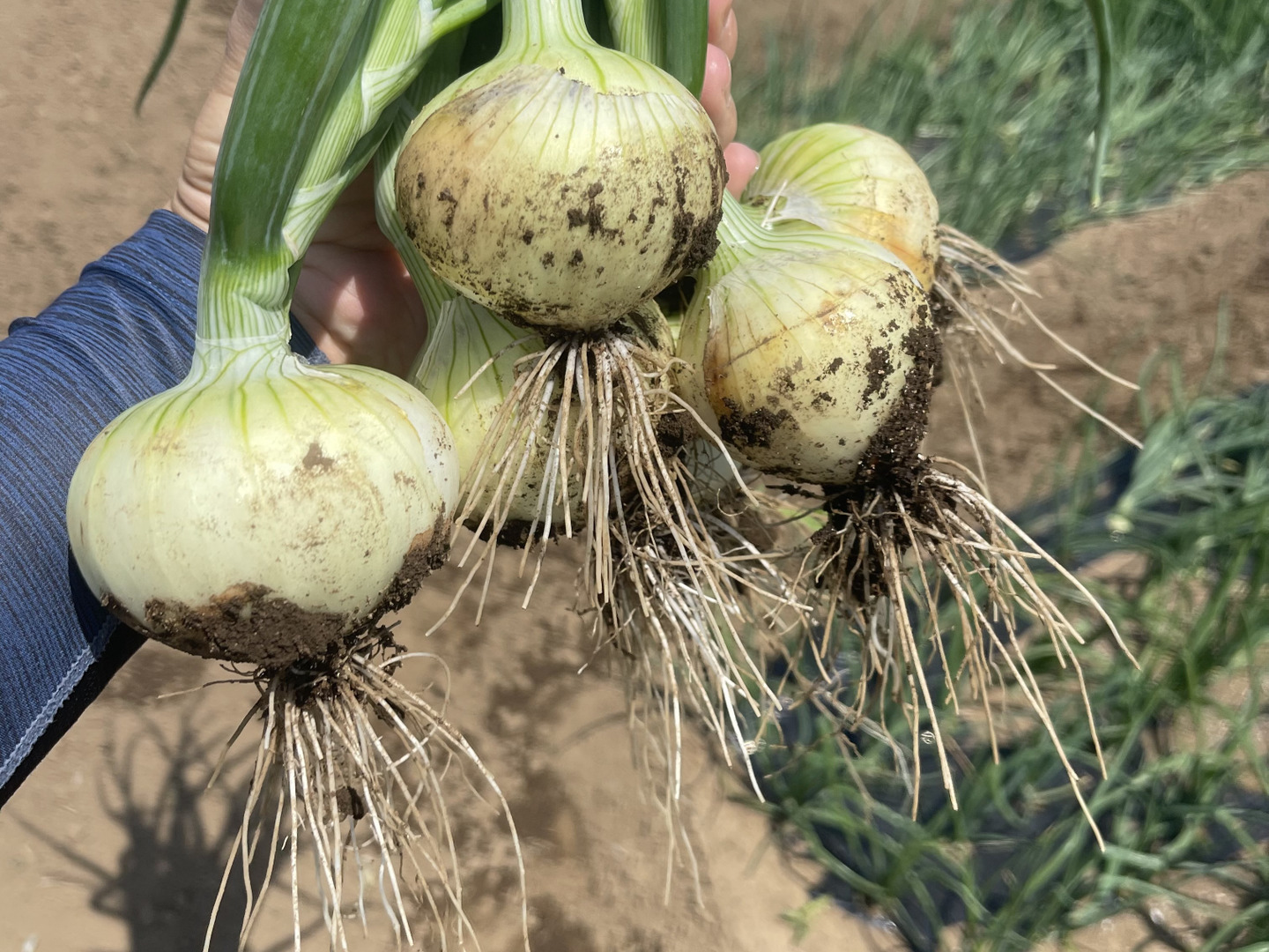 現在開催中のキャンペーン＆お得情報 新たまねぎ10kg！：茨城県産のその他玉ねぎ｜食べチョク｜産地 野菜