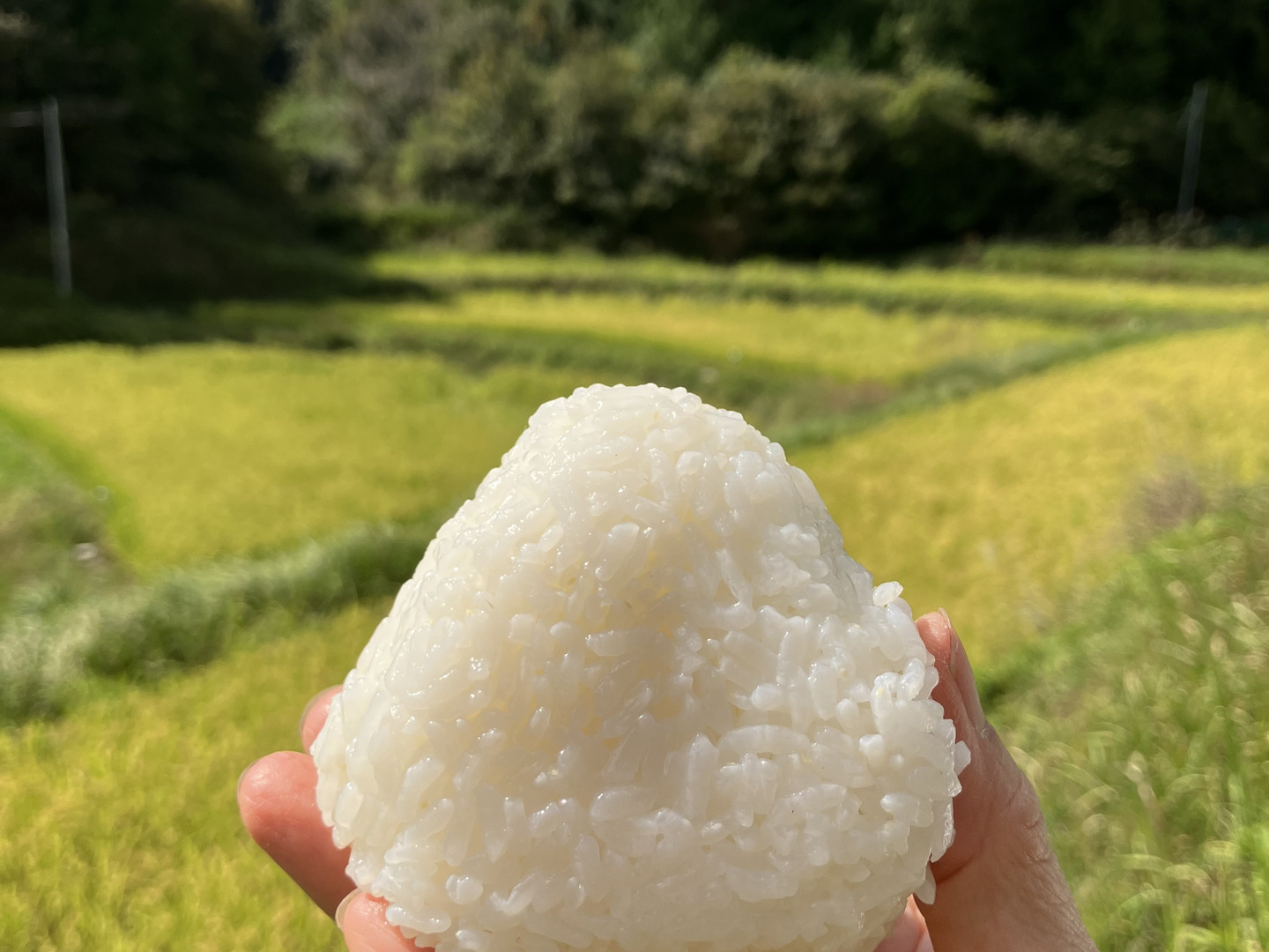 「発ガン性ナシ・希少」棚田の大粒米／玄米２９キロ「無洗米に精米」 農薬不使用 玄米 希少な朝日米 R7年産 2kg×5袋 化学肥料不使用 里山の