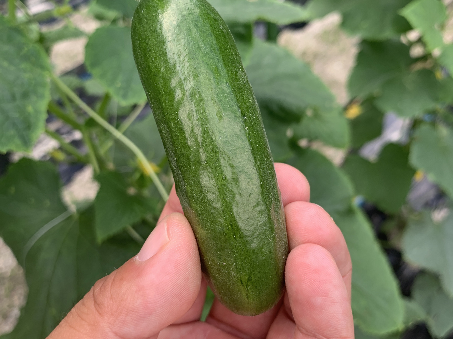 ベリーさん”の【ミニQ】パリッと食感のミニきゅうり 約1kg：愛知県産の