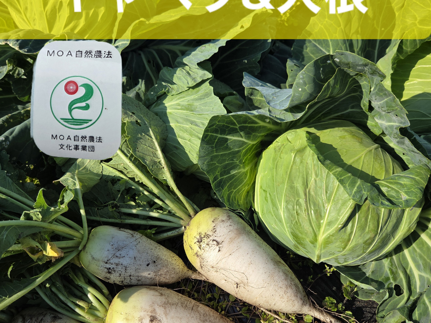 自然栽培 キャベツ×ミニ大根：青森県産の野菜セット｜食べチョク｜産地