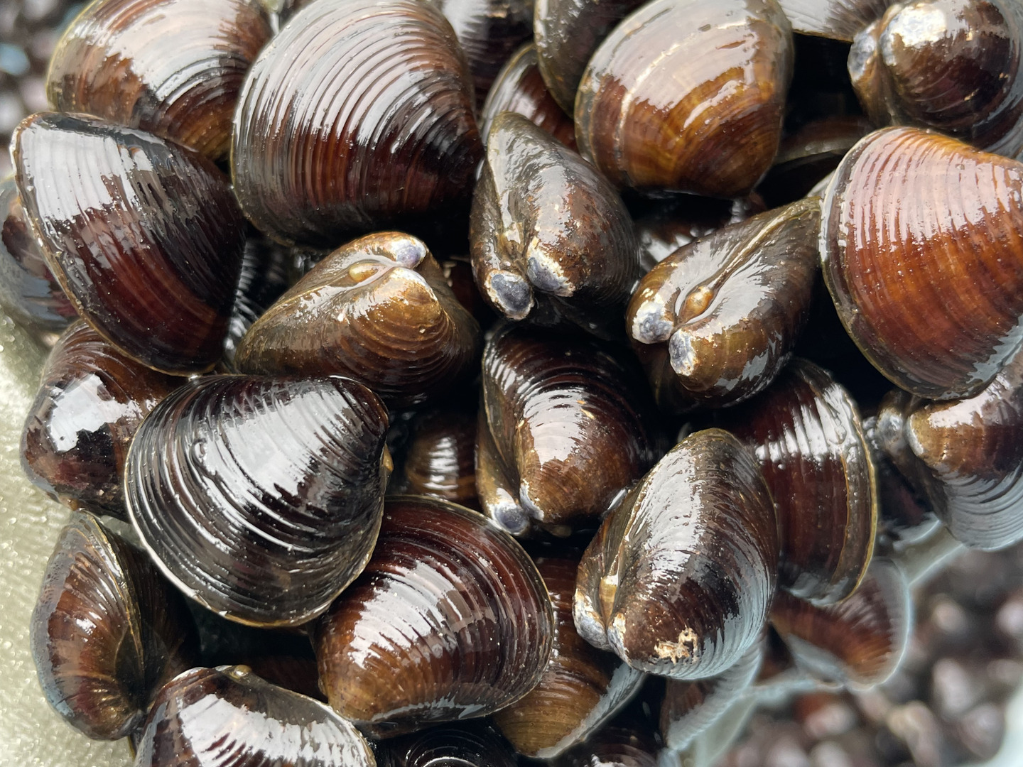 夏ギフト】活しじみ中貝3kg16mm前後の一般的に大きいとされるサイズ