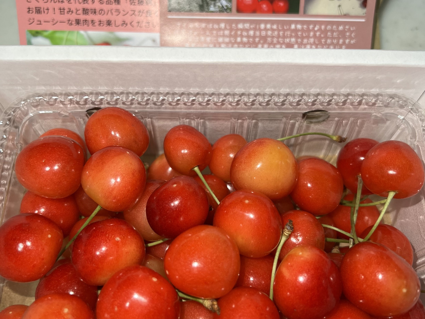 常温便】※産地直送※朝の輝きをそのままお届け。もぎたて完熟さくらんぼ