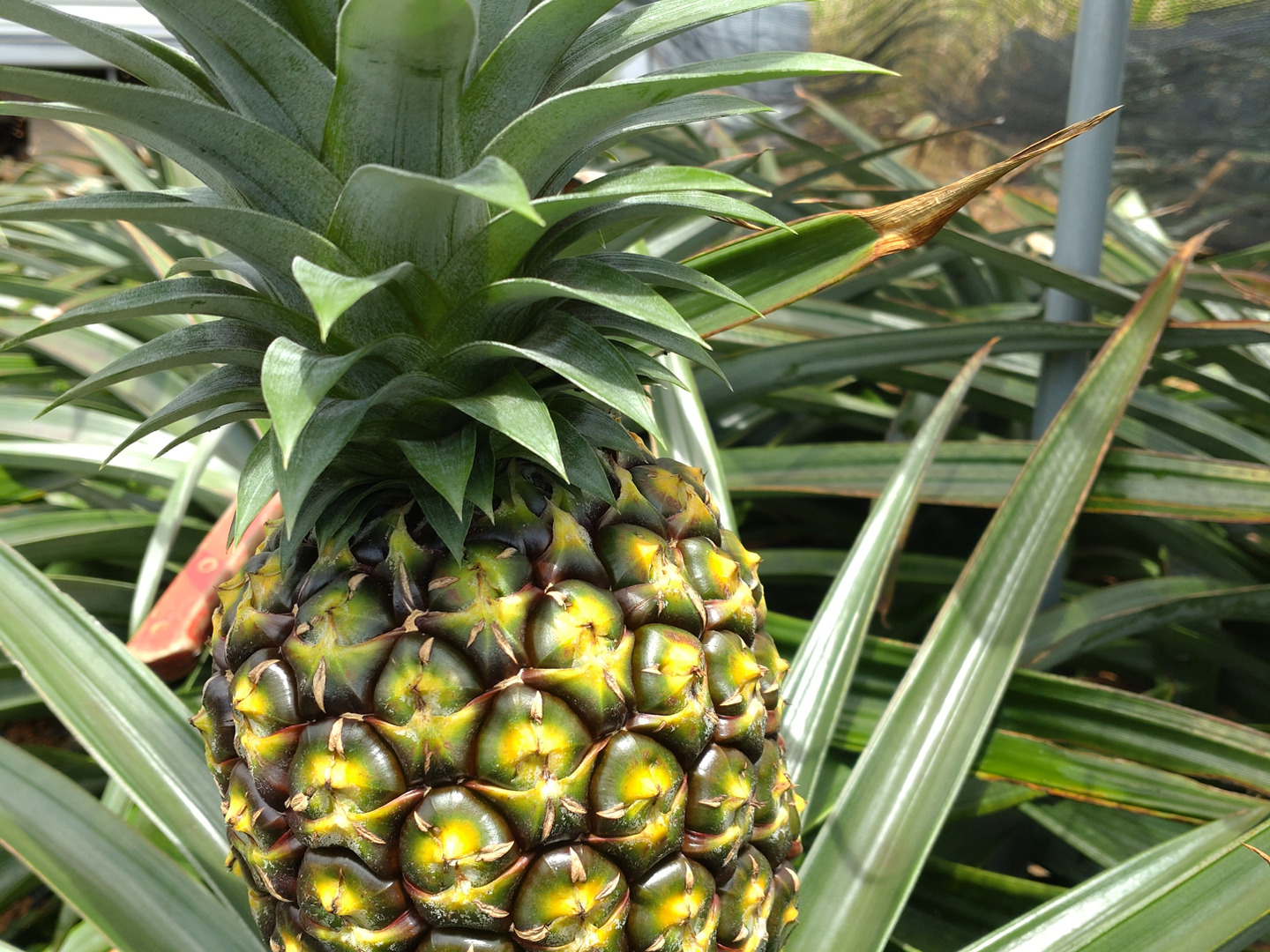 お買い得】小さいゴールドバレル3〜4玉／約4キロ：沖縄県産の