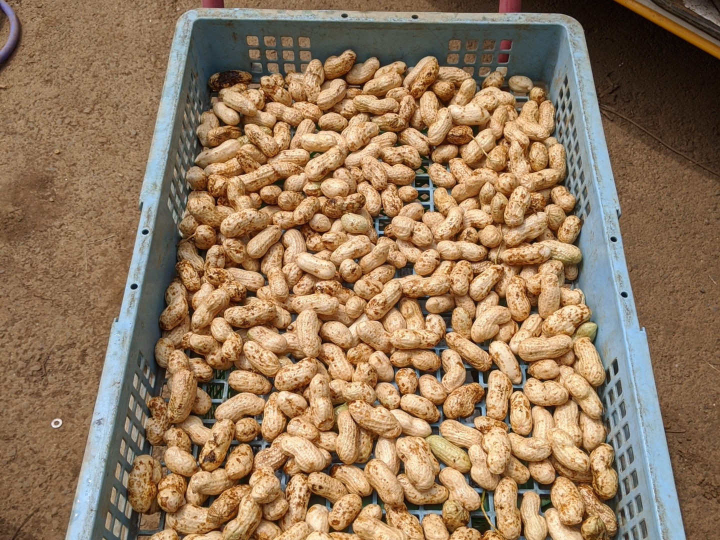 【セール 登場から人気沸騰】 生落花生 3kg 塩ゆでしていただく千葉のソウルフード：千葉県産 野菜