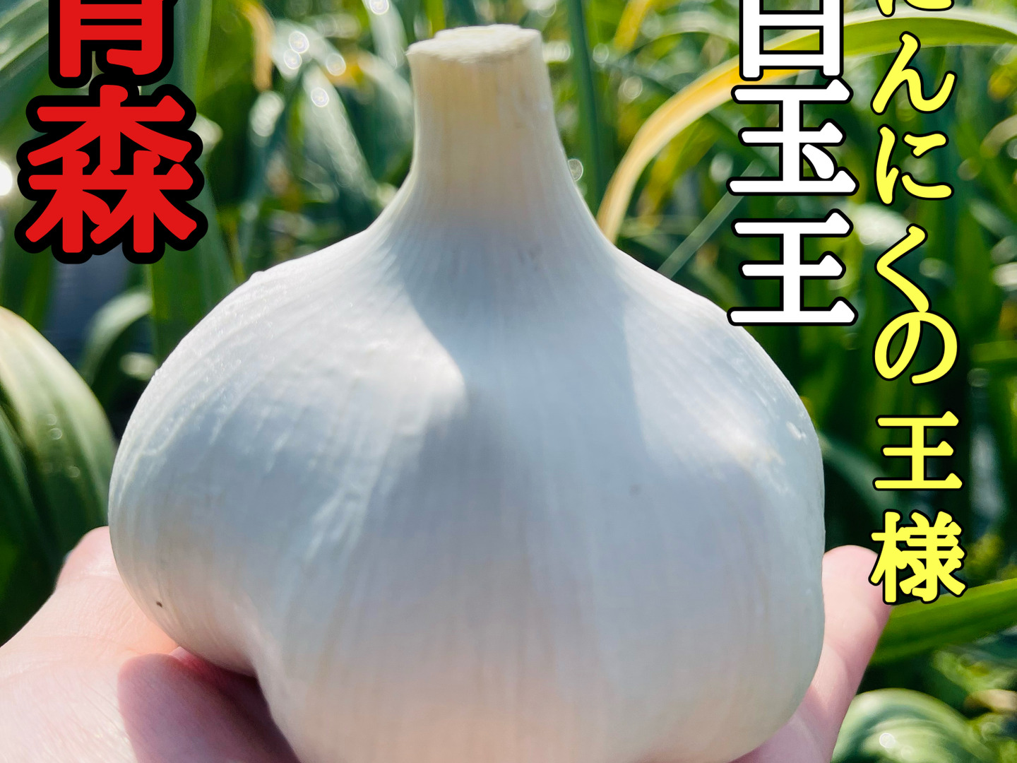 青森県産ニンニク　白玉王　30kg 青森県産ニンニク 白玉王 30kg 青森県産ニンニク 白玉王 30kg ラスト1