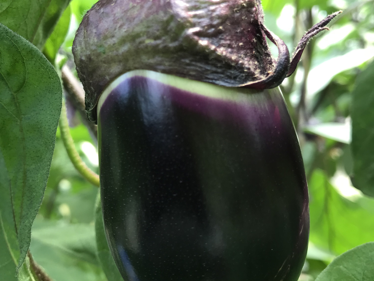 ブランド茄子【りんごあめ】絹皮水茄子 16個：新潟県産の絹皮水｜食べ