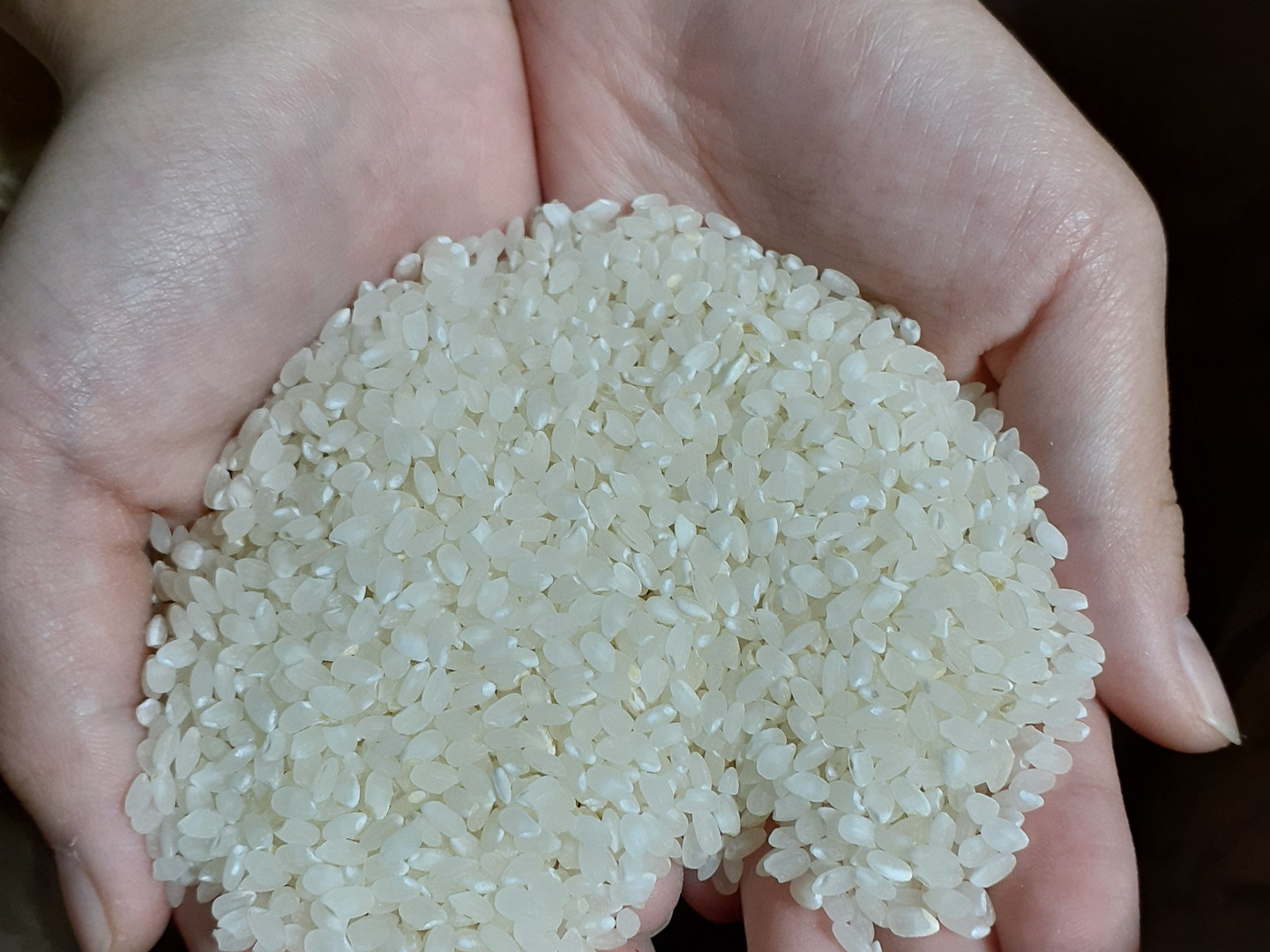 淡路島産コシヒカリ (精米)30kg 令和4年産：兵庫県産のお米