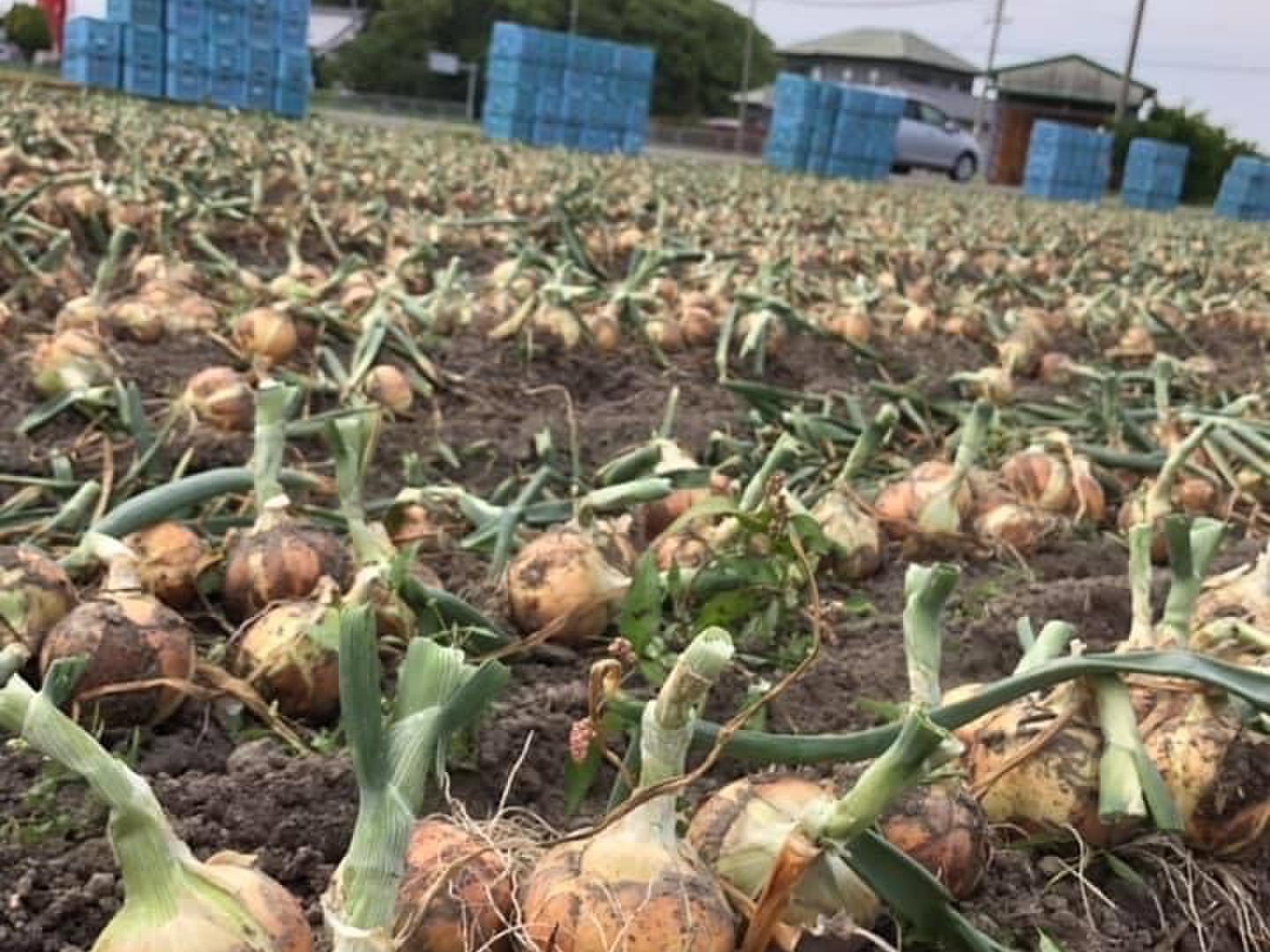 令和6年淡路島産玉ねぎ 最高品種 ターザン 5キロ：兵庫県産の