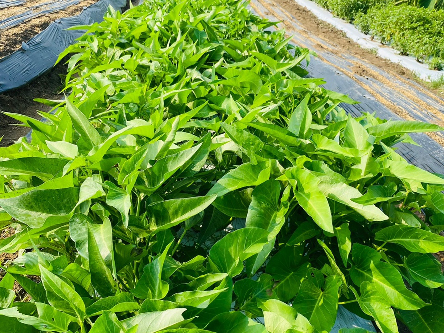 空心菜　４キロ 空心菜 4キロ