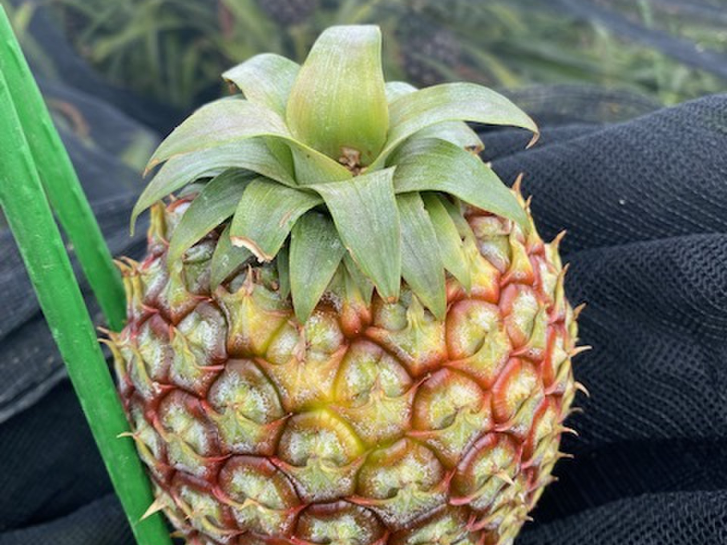 沖縄県産 無農薬栽培 ゴールドバレル 高級パイン 5苗 発根済み