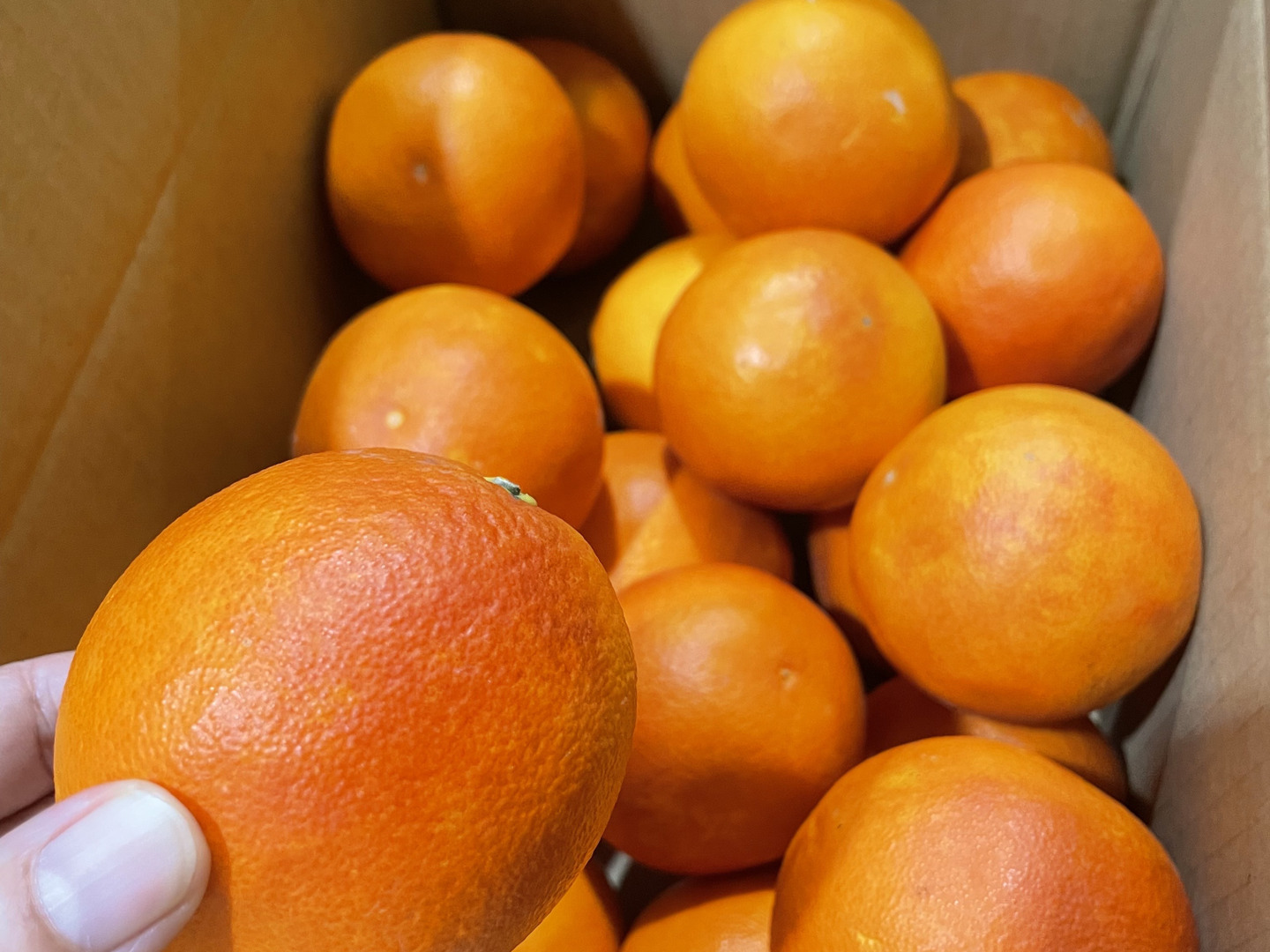 【激安通販オンラインショップ】 濃厚な甘みと爽やかな酸味】静岡県浜松産『ブラッドオレンジ 果物