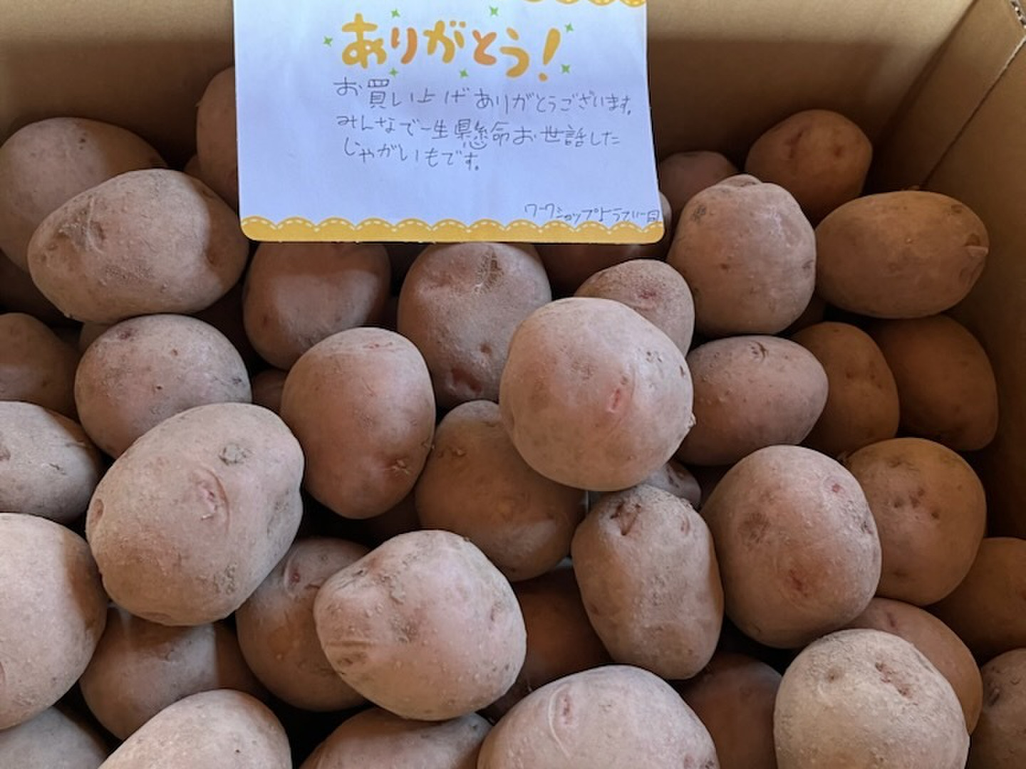 新ジャガ芋(サヤアカネ)　Mサイズ 自然栽培 北海道の新じゃが さやあかね M 10kg ホクホクで煮崩れ