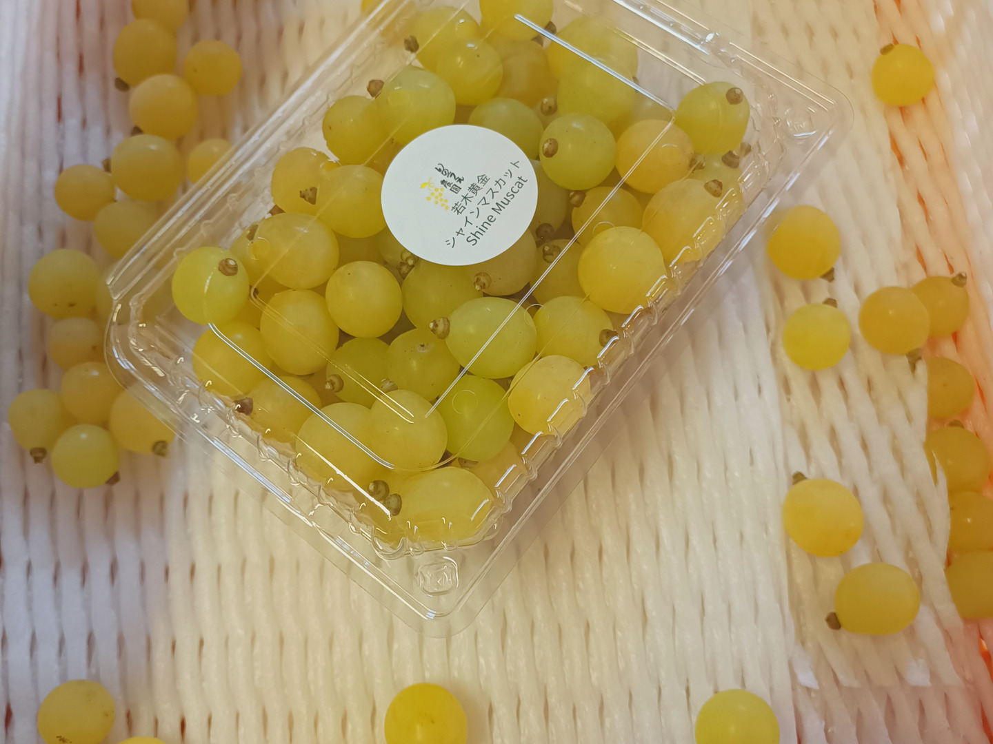 黄金シャインマスカット3キロ(粒)500g×6パック：岡山県産の