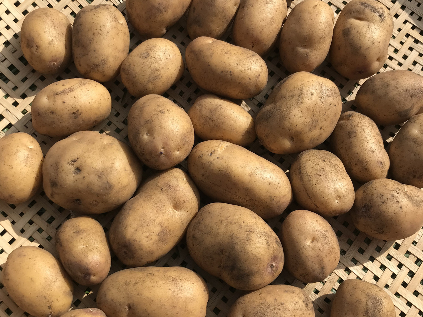 インカのめざめ 約10kg! 農薬化学肥料不使用🥔サイズミックス