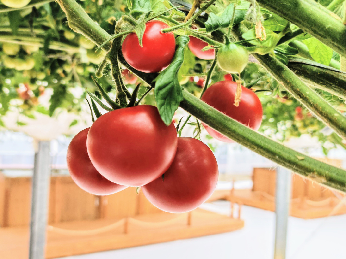 フルティカトマトの種 1000粒 フルティカ（登録品種） - オガワのタネ オンラインショップ