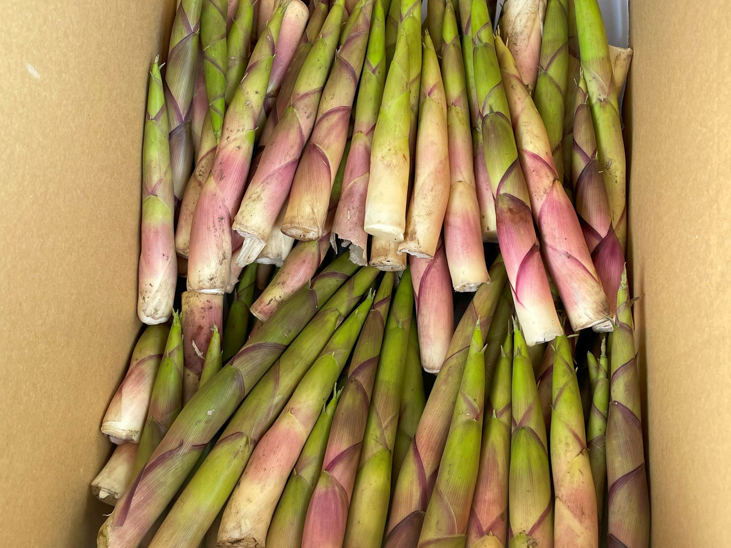 やわらかい食感！月山山麓大地の恵み！ 天然月山筍 1.5kg
