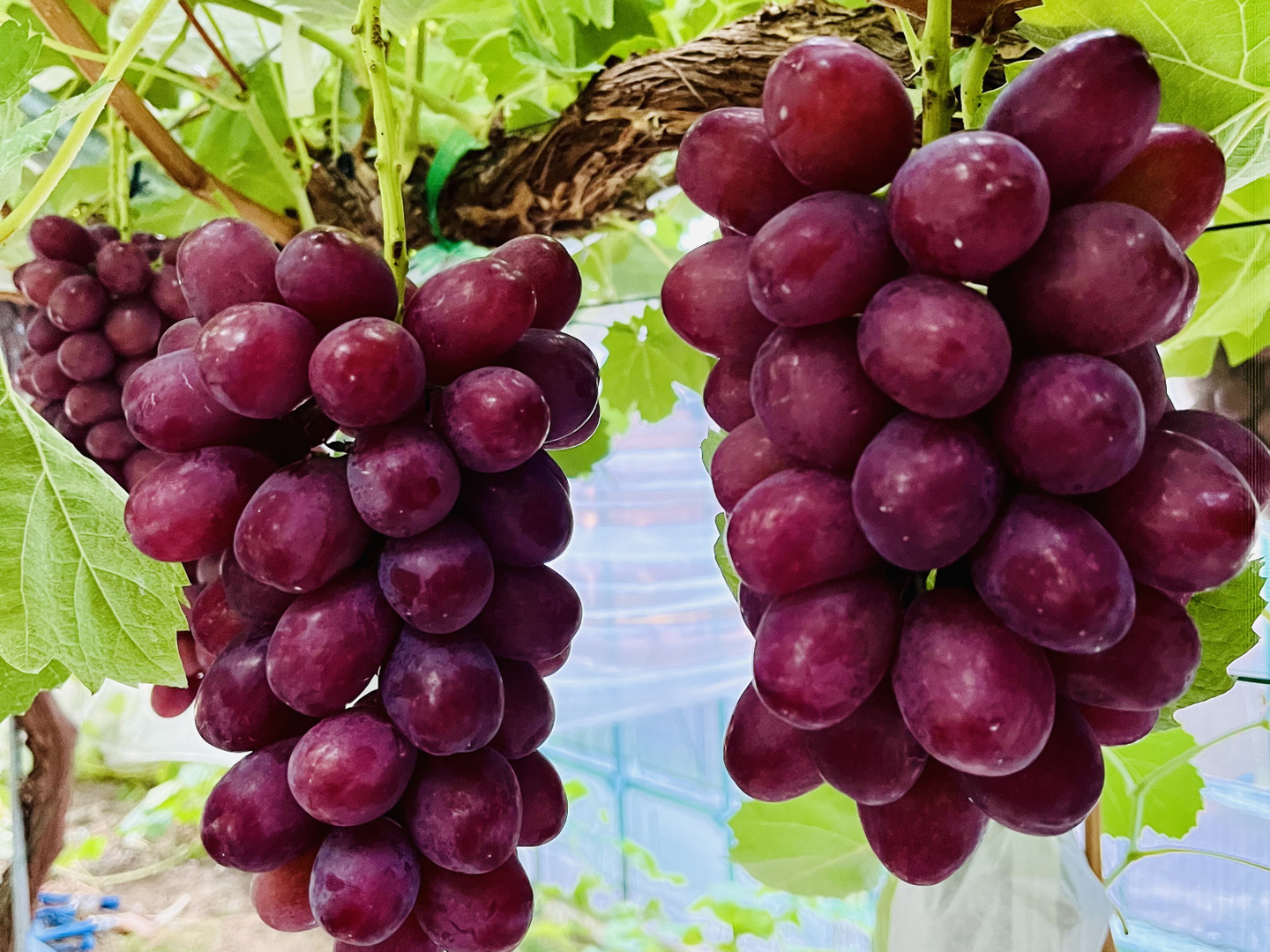 信州産　クイーンルージュ™︎  シャインマスカット　2kgセット 信濃ノ國屋】 信州長野県産野菜・果物の通販 / 長野県産クイーン
