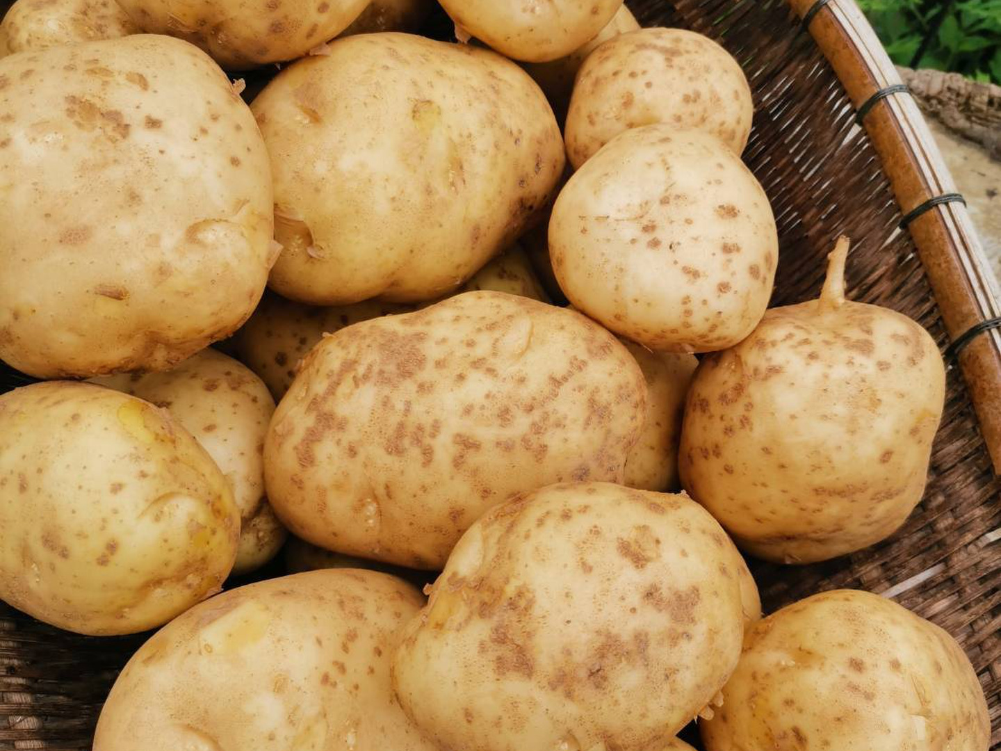 ジャガイモが作ったもの じゃがいも7月収穫結果】異常気象で遅い収穫したら凄かった