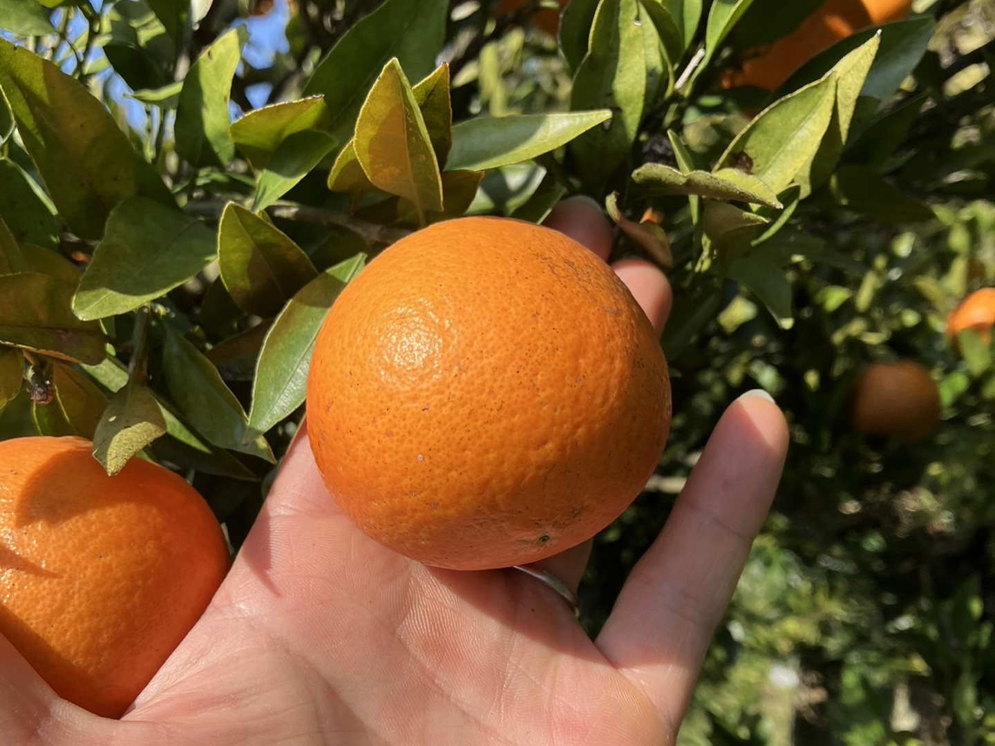 人気ショップ 鹿児島県産「南国の味 たんかん」箱込み5㎏：鹿児島県産のみかん 果物