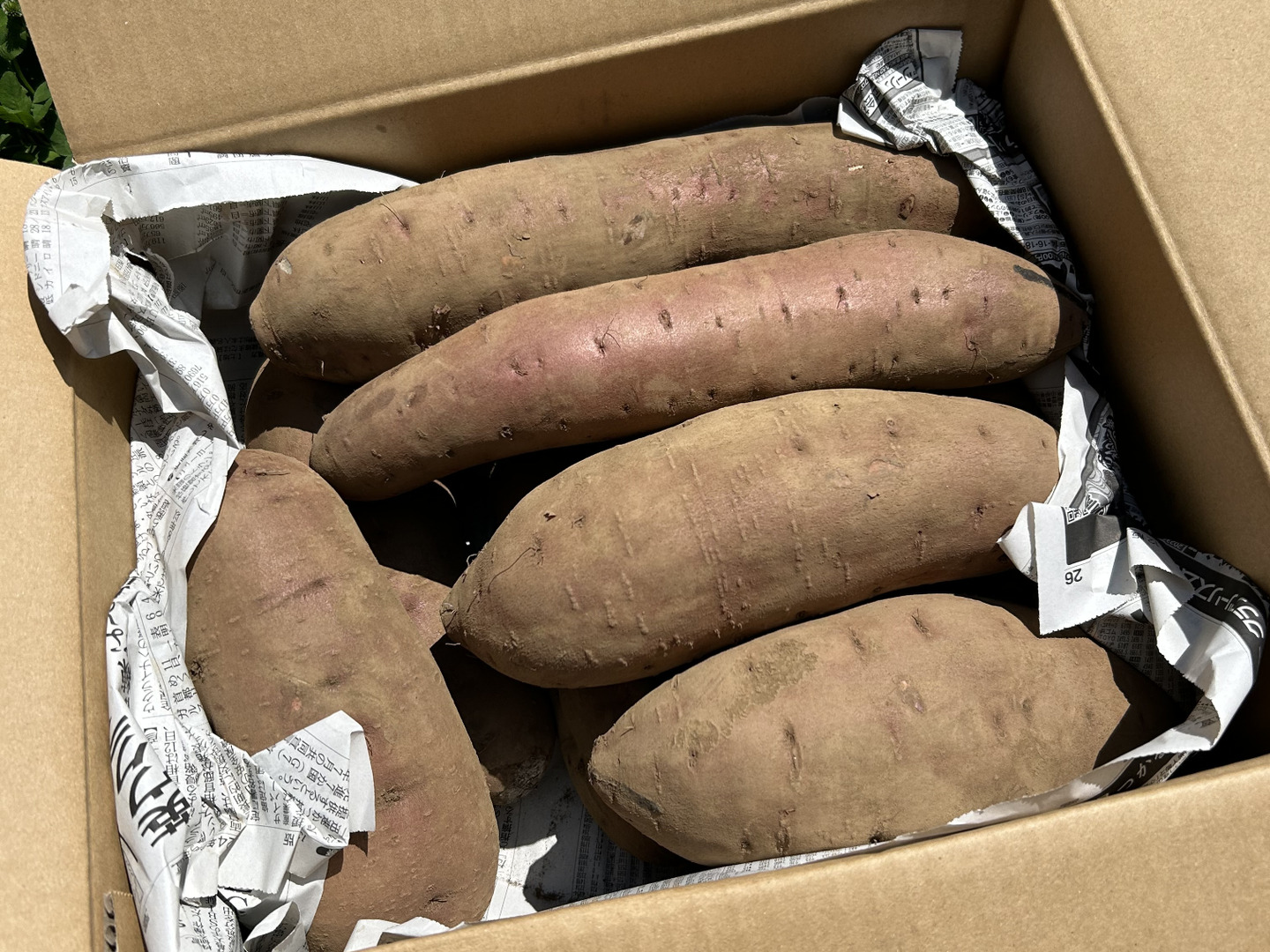 紅はるか 600g (1本100～500g) 発送期間8月末～4月 | パック売り