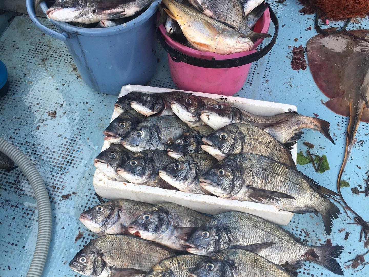 チヌ（黒鯛）3匹(20〜30cm)：香川県産の鯛｜食べチョク｜産地