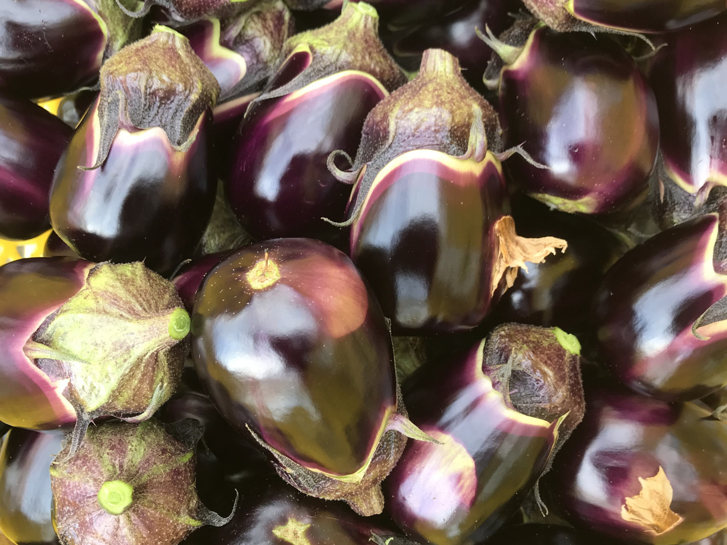 りんごあめなす　十全茄子　絹皮水茄子　告知 🍎りんごあめなす🍆』 十全（新潟特産）と絹皮（大阪特産）の水
