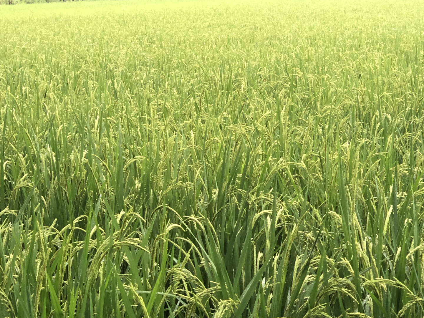 白兎！玄米栃木県産有機肥料減農薬栽培コシヒカリ20kg kome-koshi-t30.jpg?fitin=720:720