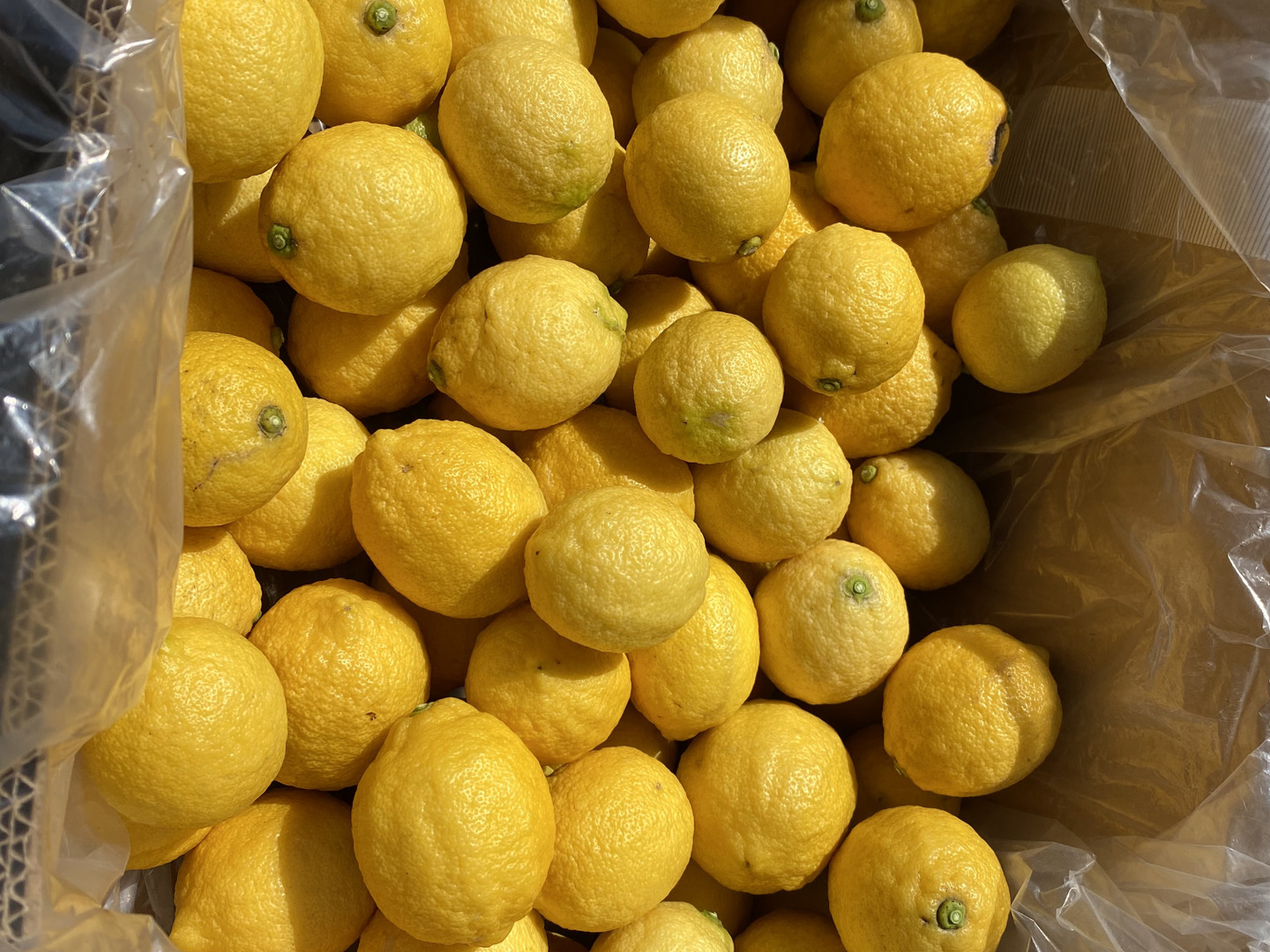 2024人気特価 瀬戸内 愛媛県産 栽培期間中農薬不使用 2kg：愛媛県 国産レモン 果物
