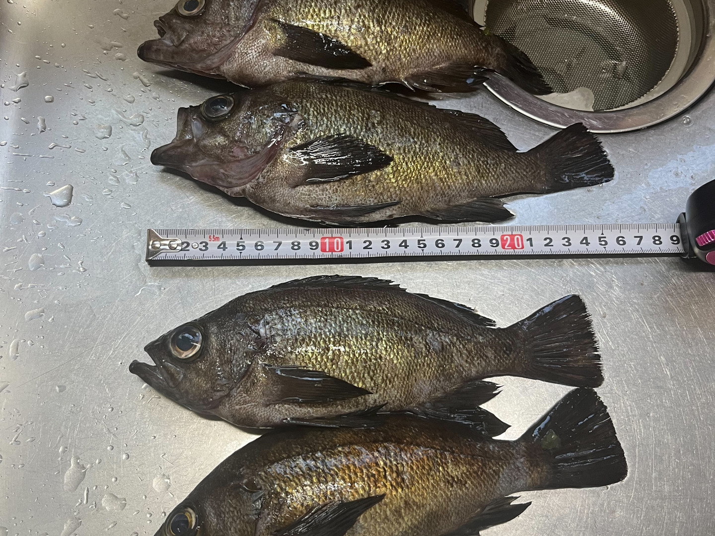 魚 ＠ 次回発送 1/6〜 鮮魚セット✨（特）✨🐟️✨農園紹介欄、商品説明欄、ブログ等をご覧に