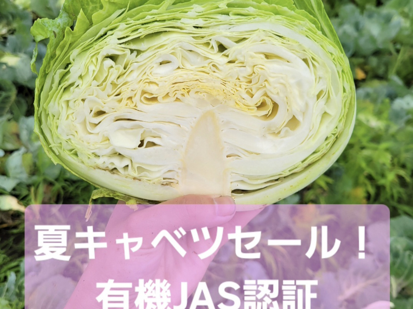 青森原産 野菜 キャベツ 30kg 有機JAS認証夏キャベツ【夏セール！】：青森県産の野菜｜食べチョク