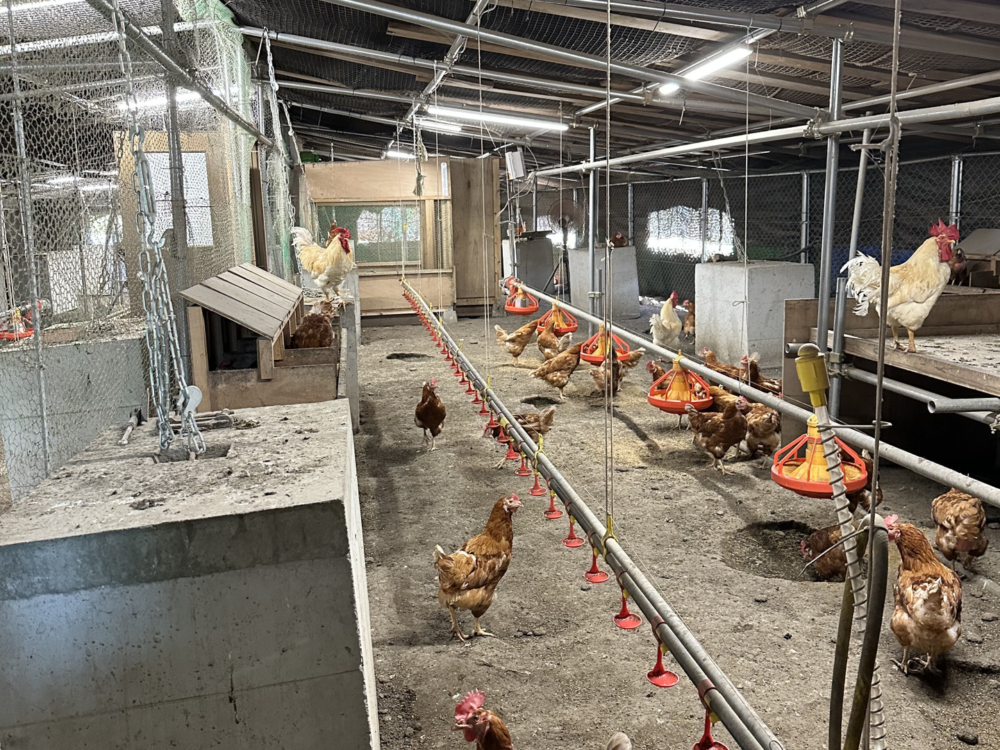 200個入り　宮下養鶏の朝採れ平飼い卵 200個入り 宮下養鶏の朝採れ平飼い卵