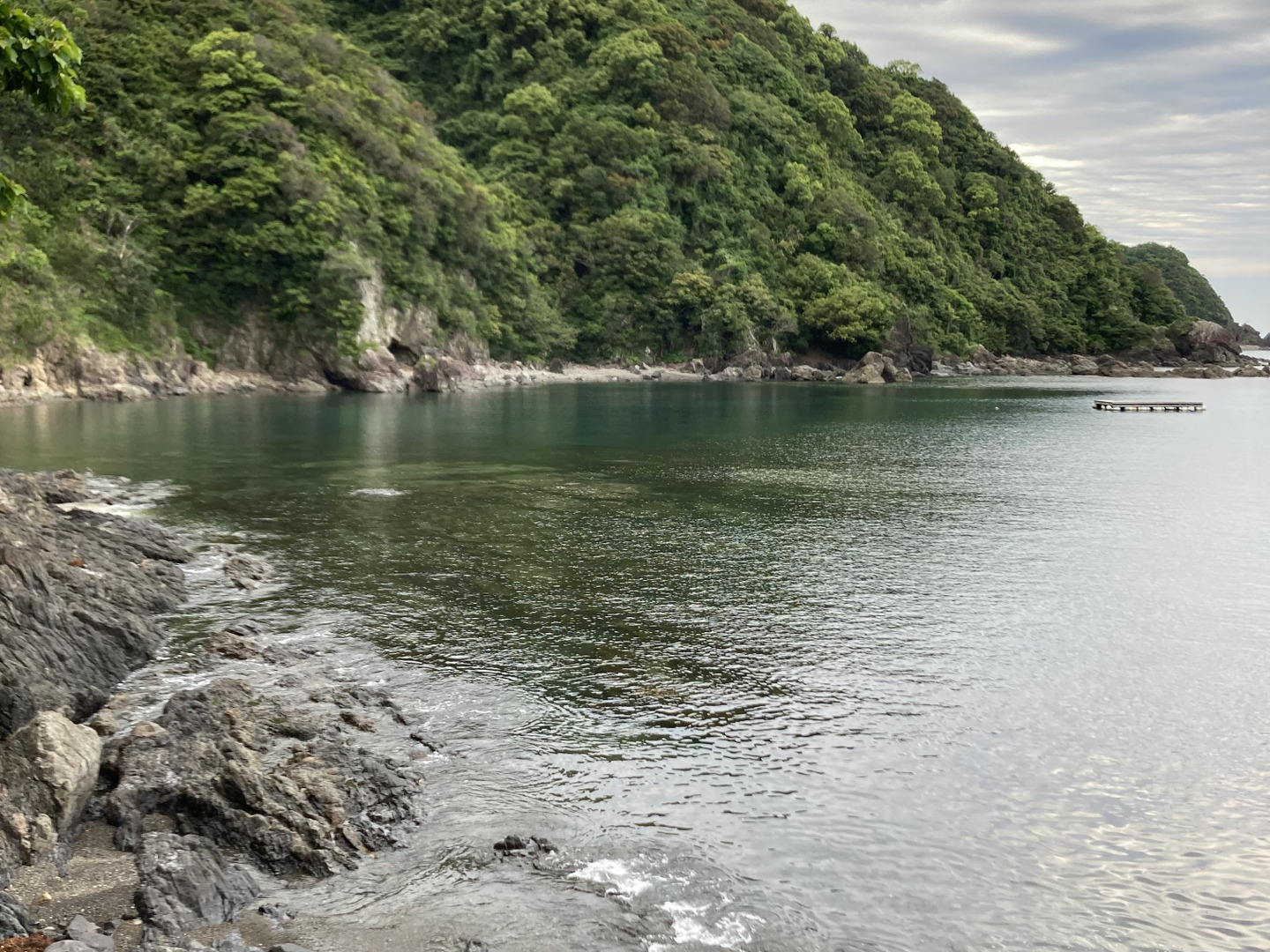 ⭐️農薬除草剤なし⭐️高知産🟢青梅1キロ いちおし‼️梅酒