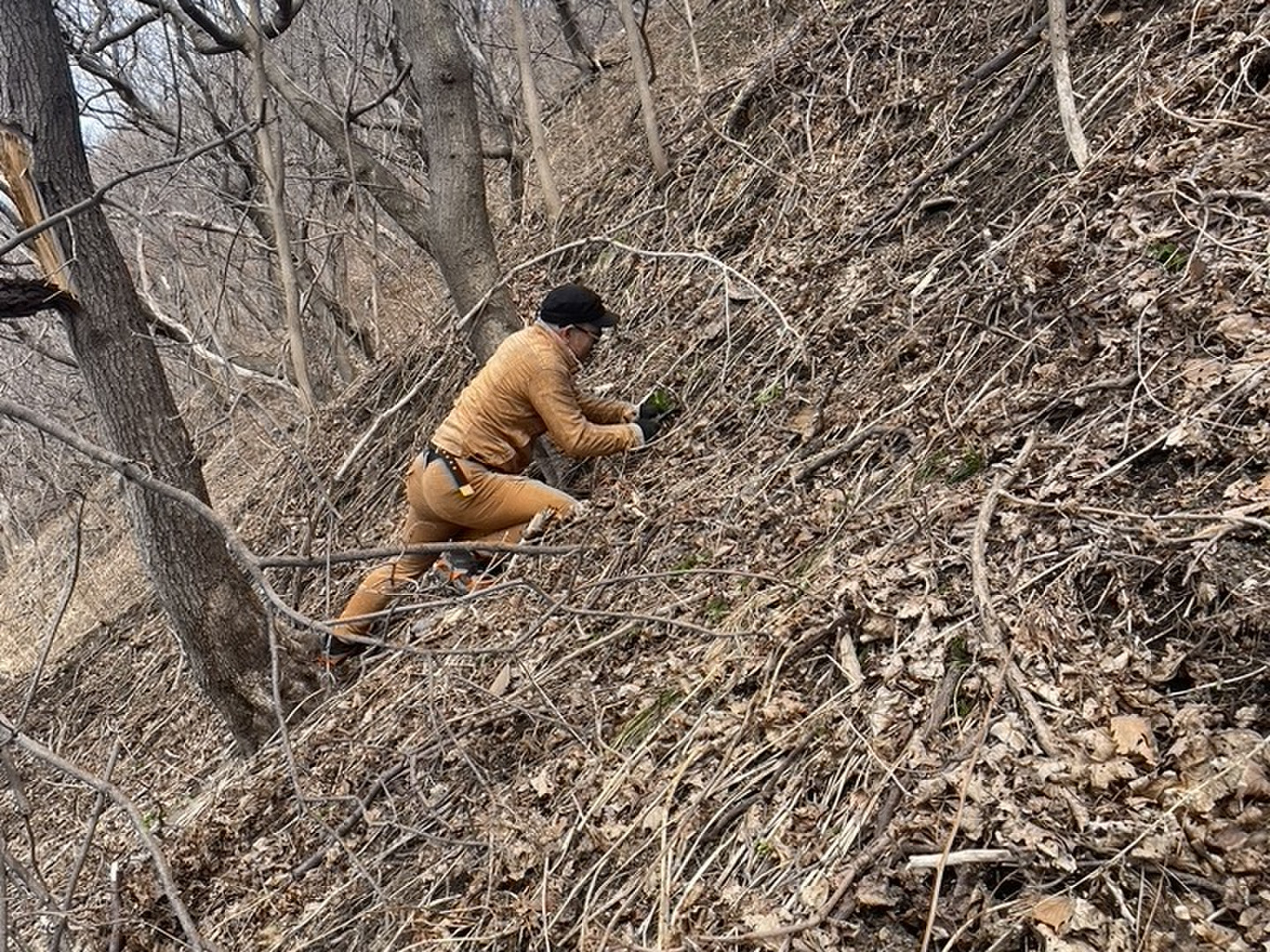 1.2キロ、葉短め。天然北海道産行者ニンニク。良品。土付着殆ど無。 0000000001793_6ZeTNxL.jpg
