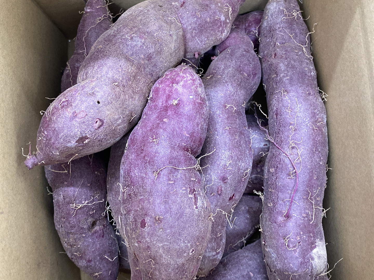 自然農法土付き紫いも(あや紫)2kg 美容・健康効果たっぷり：岡山