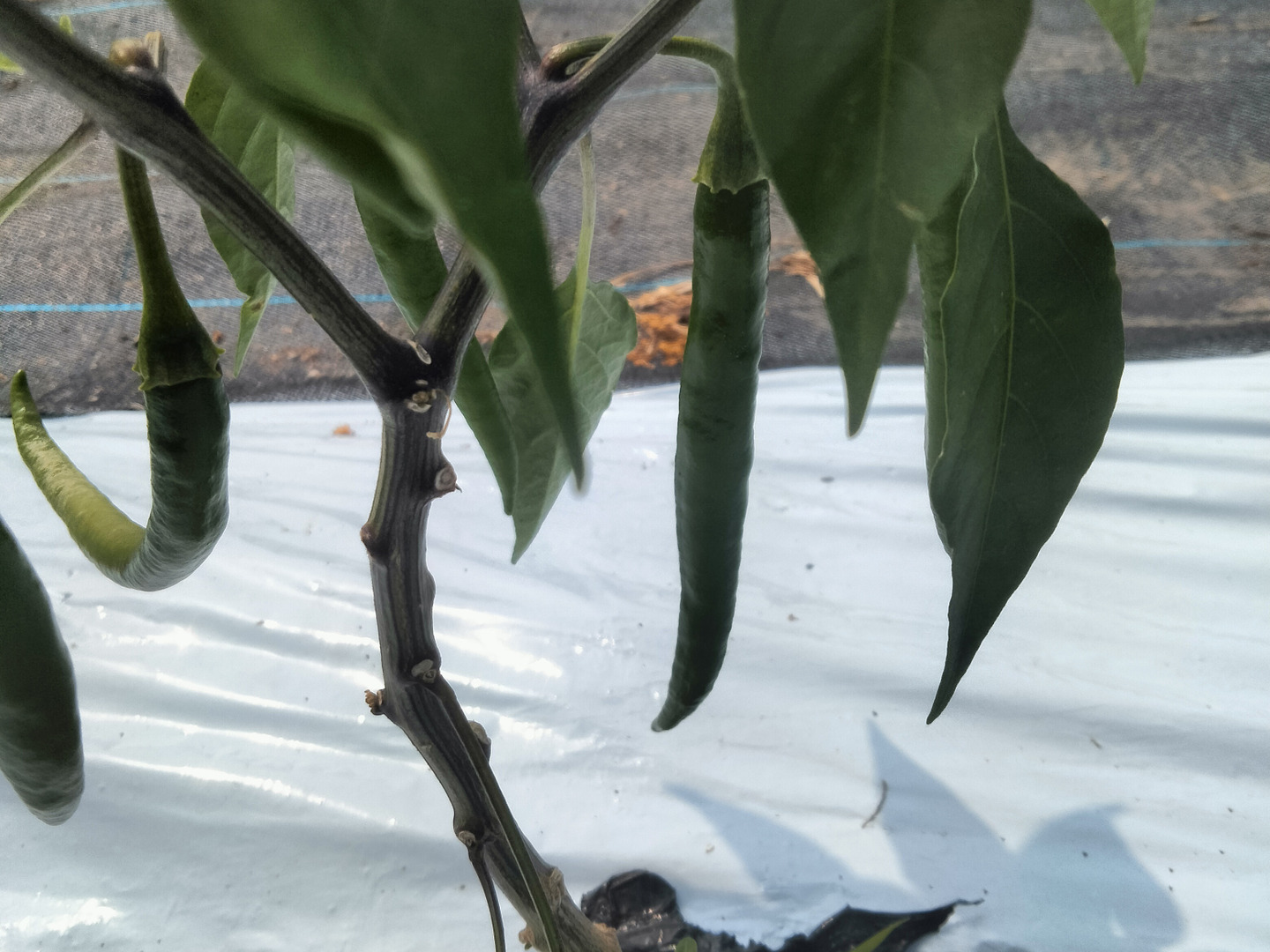 激辛青唐辛子❗ 10kg 農薬を使わない農家直送 青唐辛子 ホットパラソルex