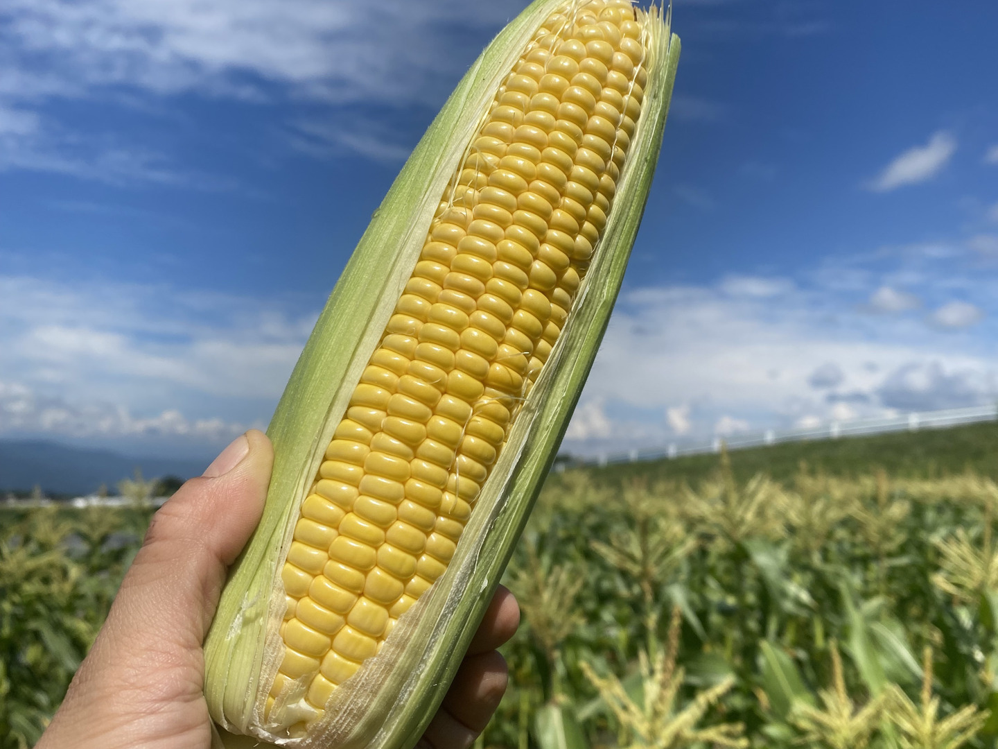 栽培期間中：農薬不使用】季節の彩り野菜セット Mサイズ：長野県