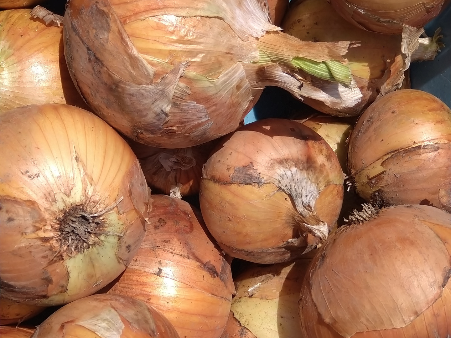 少量希望の方に！【玉ねぎ！】【1.5kg】【60サイズ】農薬化学