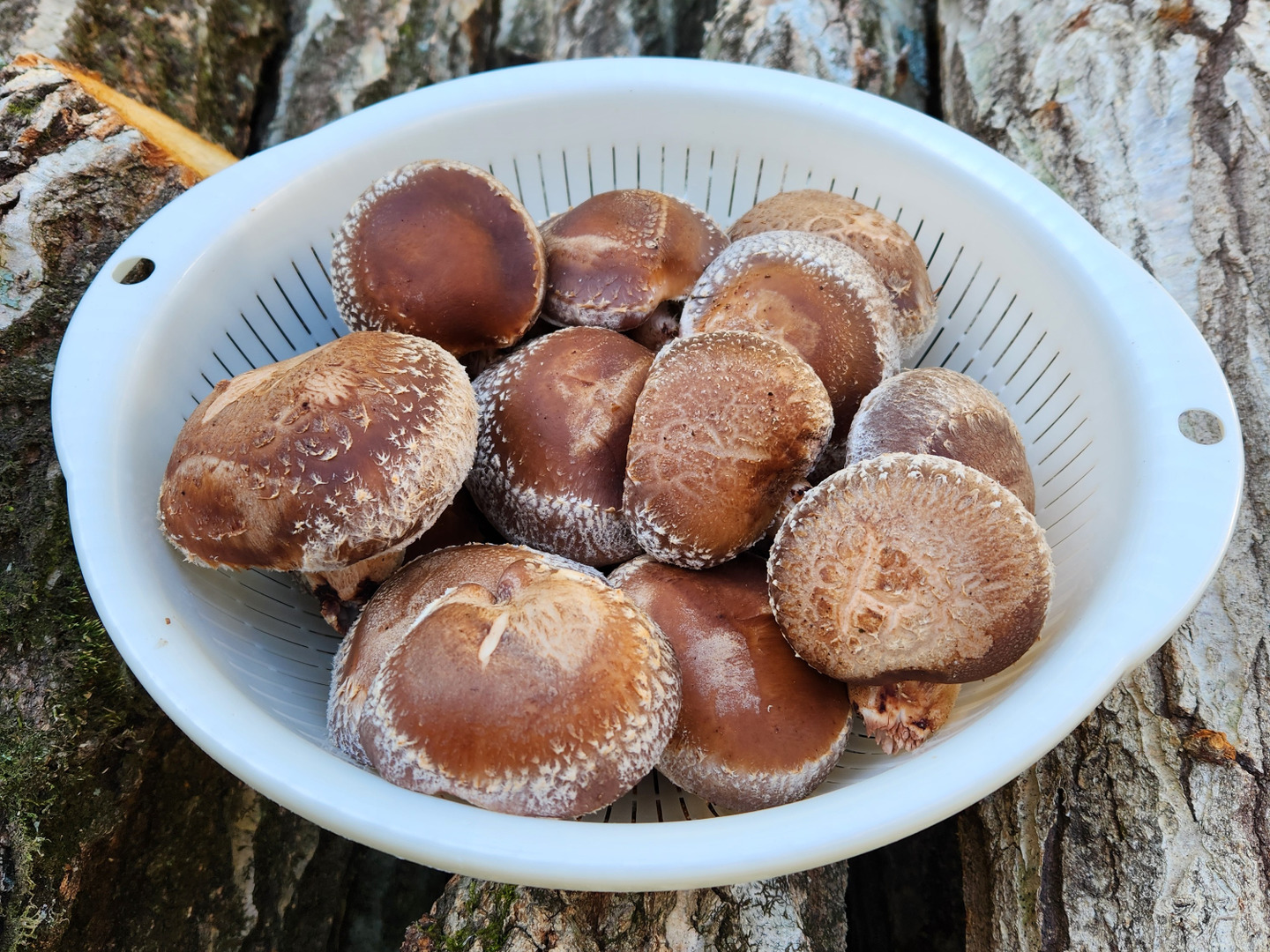豊富な商品から ☆原木栽培 500グラム：香川県産のシイタケ｜食べ 椎茸 しいたけ 野菜