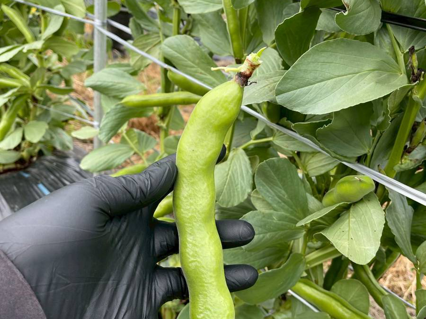 5月発送 春の味覚農家直送！甘くてしっとり房州そら豆4キロ