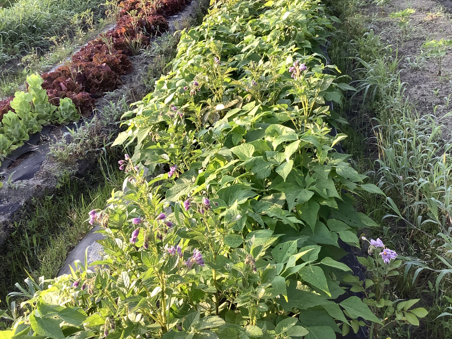 淡路島産 今が食べ頃のカラフルインゲン豆 1000g：兵庫県産の