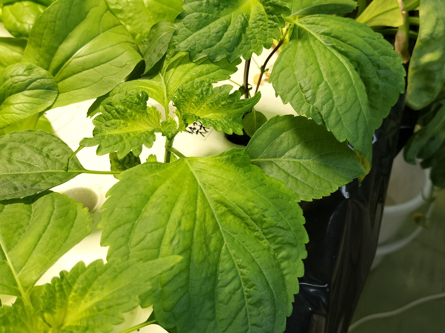 【激安大特価！】 9f1171979d361ddbd1ea8059f70db7 葉菜