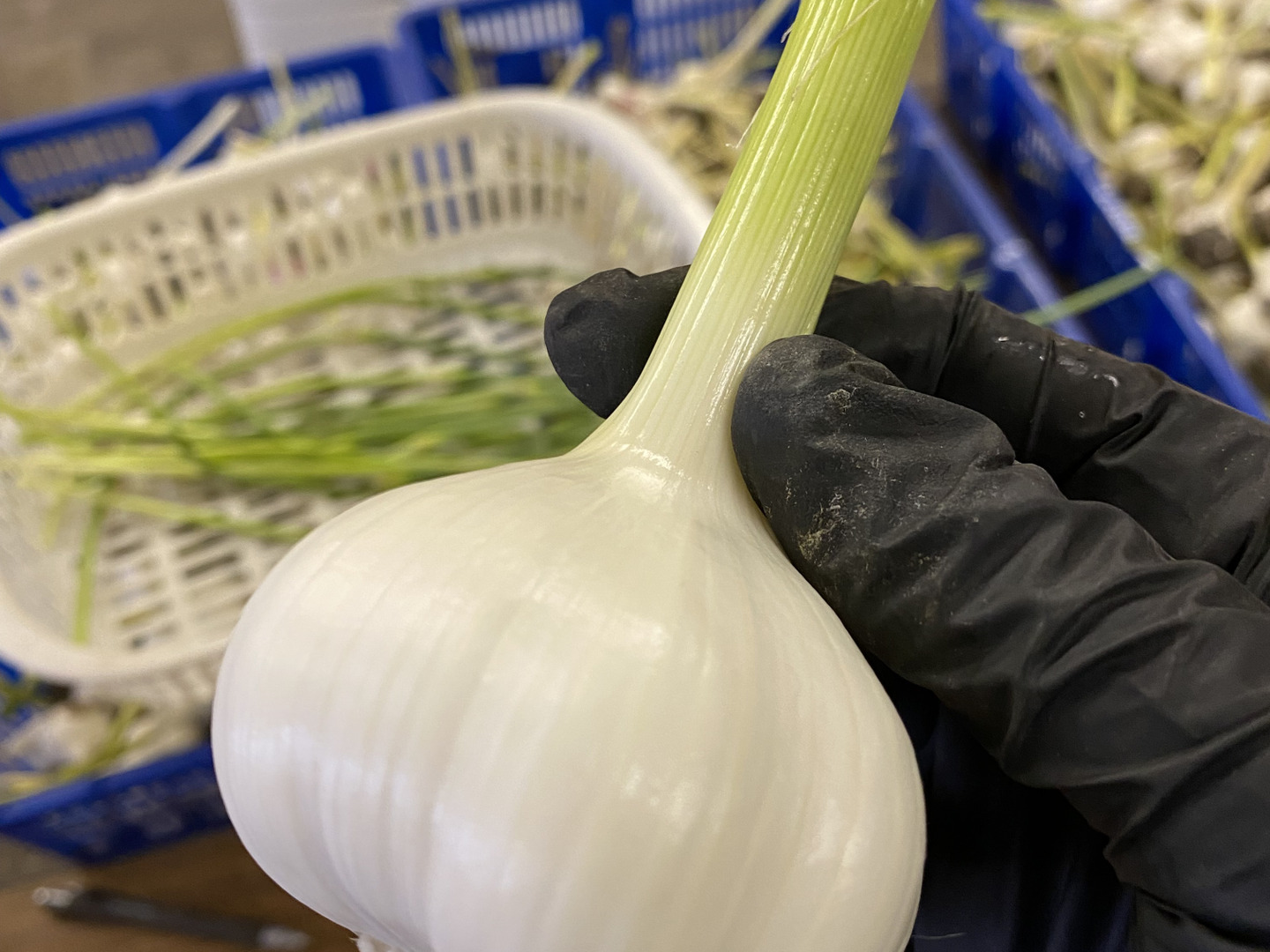 新鮮ニンニク 農薬不使用 採れたて　生にんにく　葉にんにく10kg 生にんにく】2024年収穫☆S級品☆農薬不使用☆｜500g：島根県産の