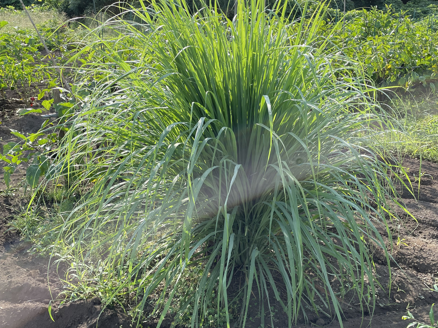 残りわずか 自然農法栽培レモングラス herb lemongrass 1000g 残りわずか 自然農法栽培レモングラス herb lemongrass 1000g
