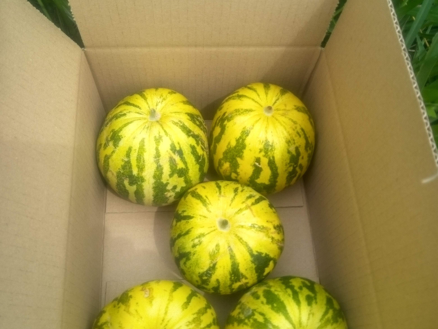 パパイヤメロン 肥料農薬不使用、自家採種：和歌山県産の野菜