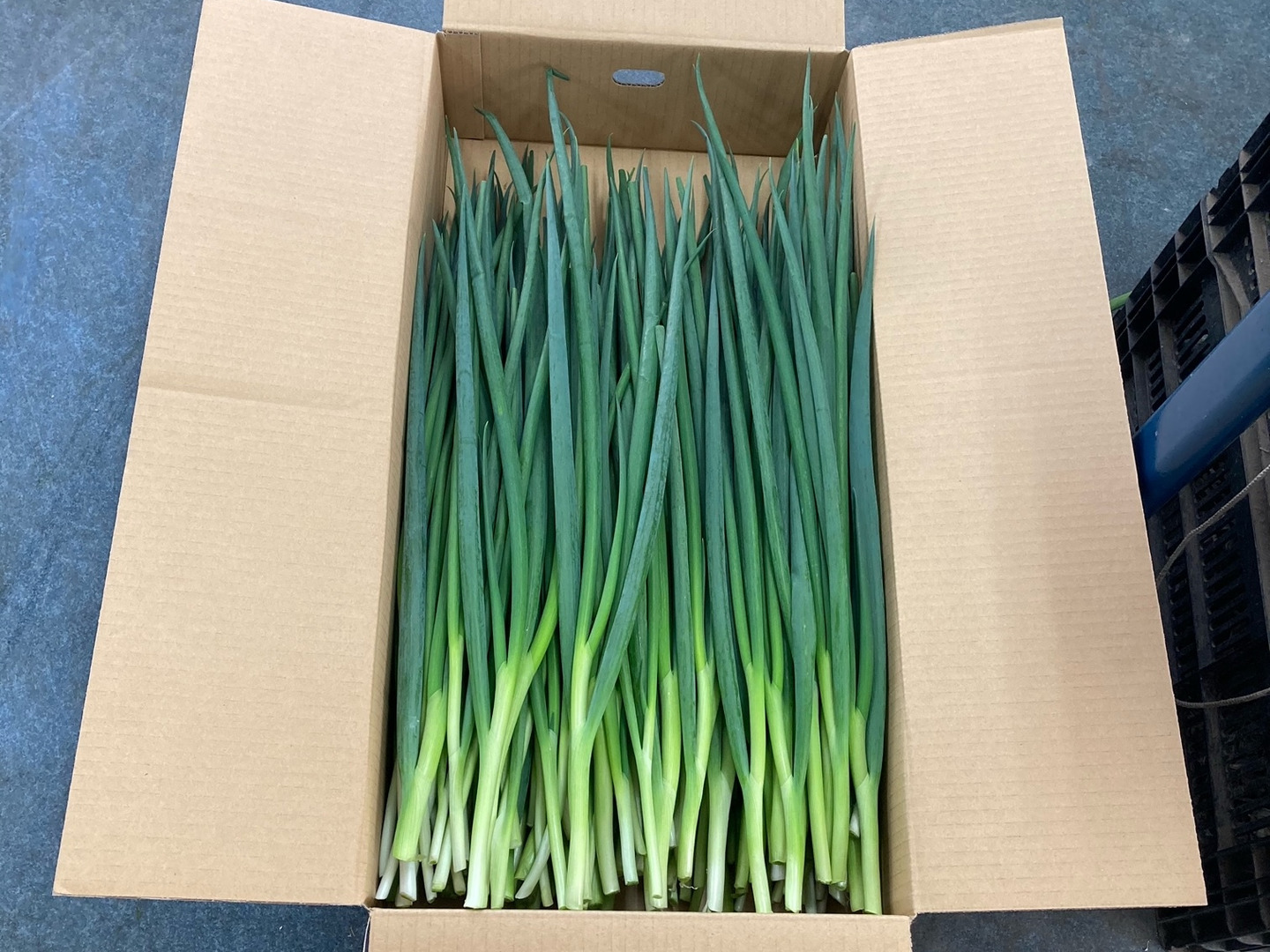 本格派ま！ 三重県産 青ネギ！！ （5kg）：三重県産のねぎ｜食べチョク 野菜
