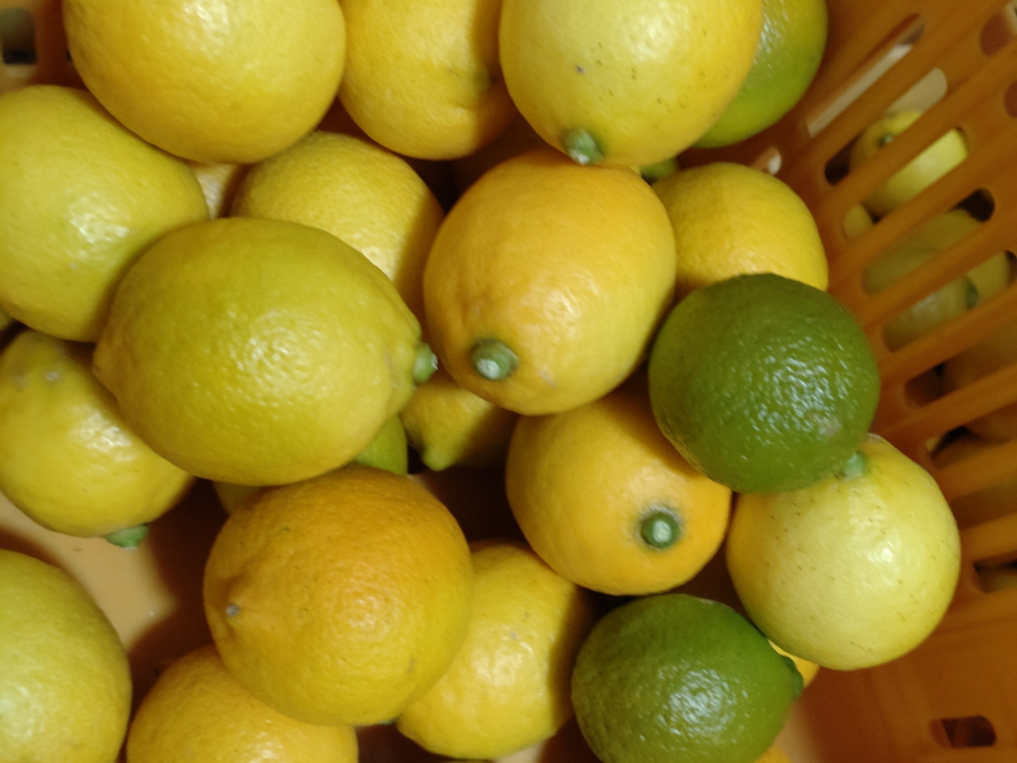 訳あり】【数量限定】広島県産 ちびレモン🍋：広島県産のみかん