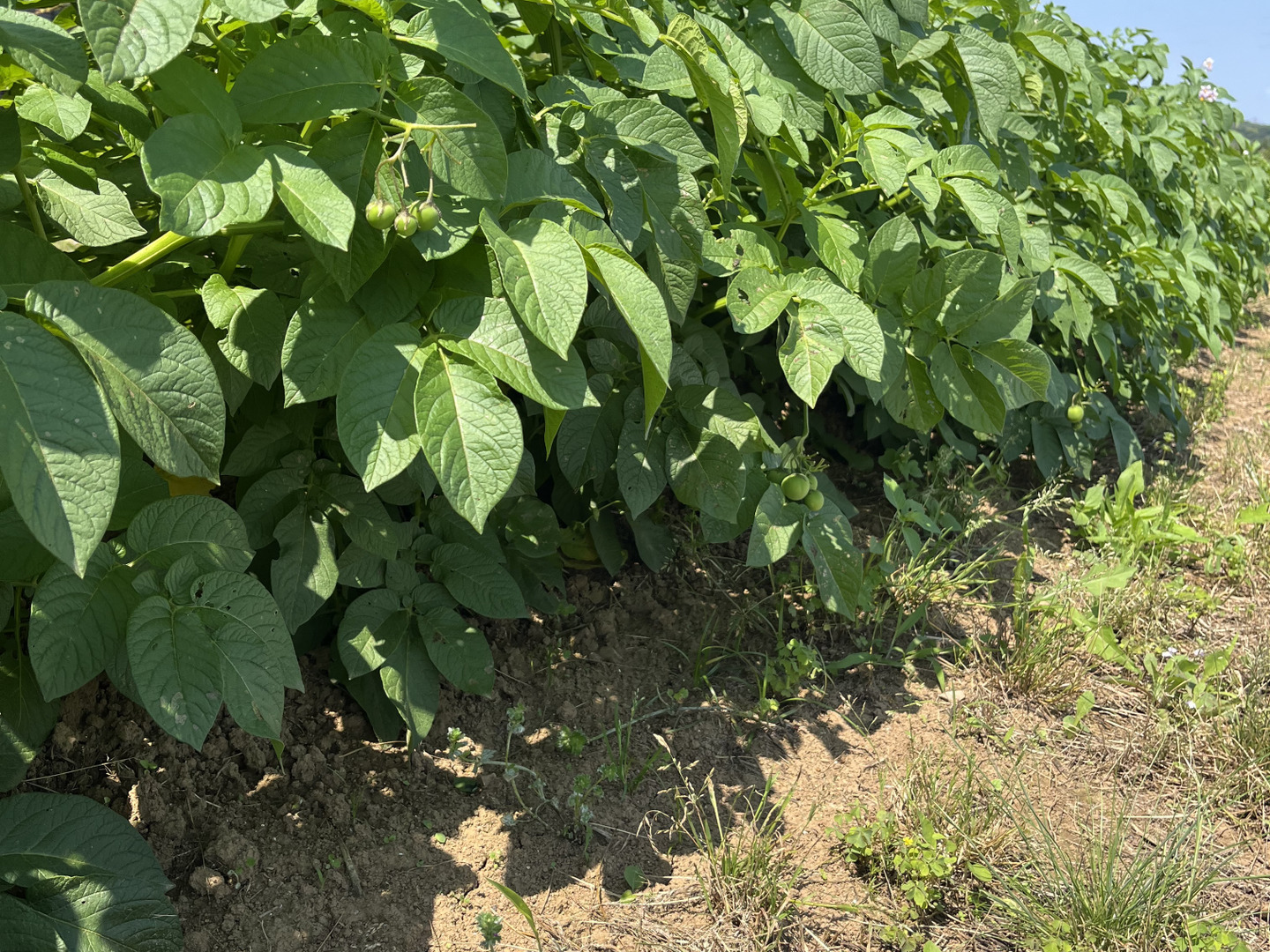 【高知インター店】 旬の新じゃが！「キタアカリ」【農薬・化学肥料・除草剤不使用 野菜