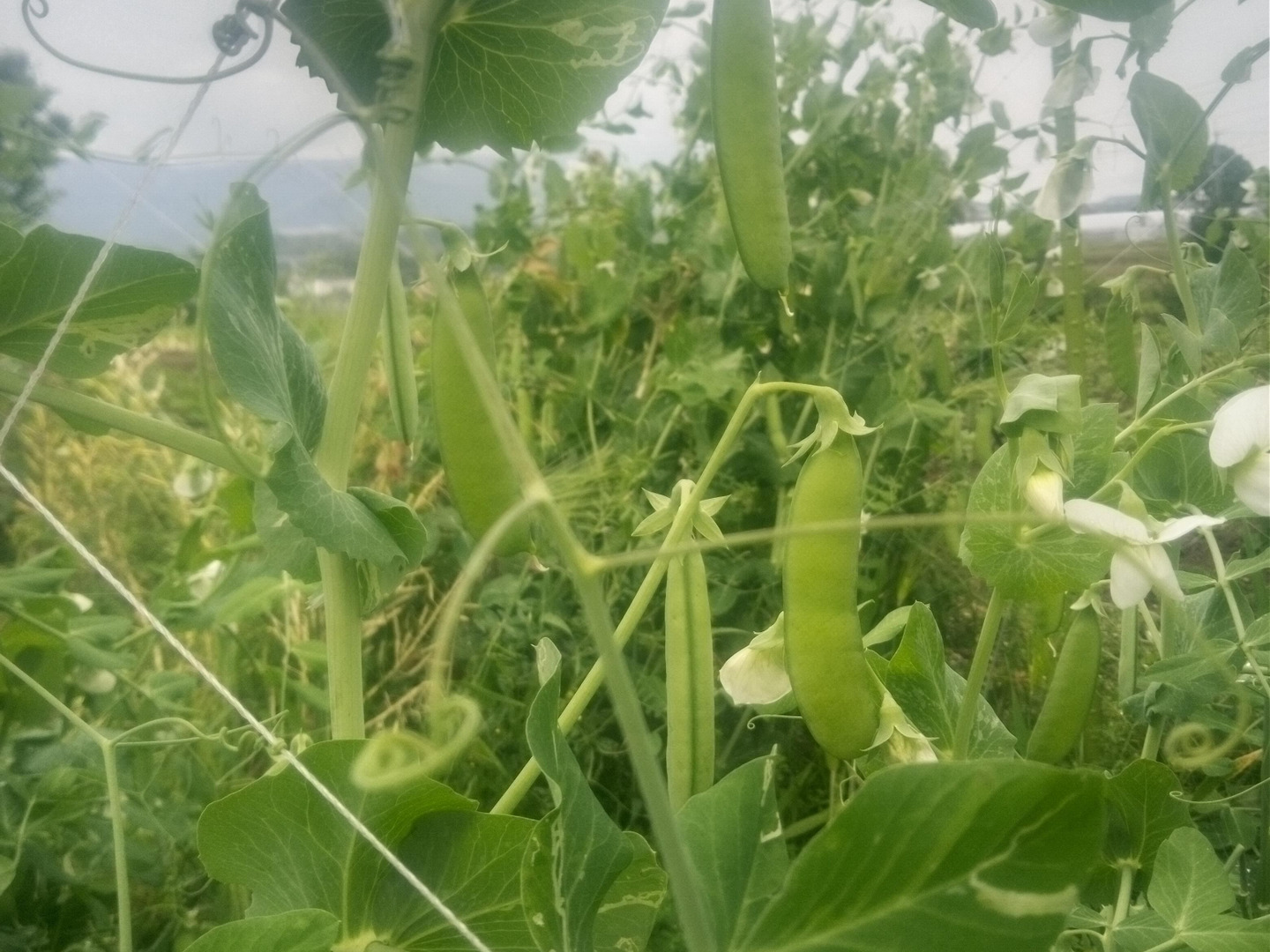古着人気アイテム うすいえんどう 自家採種、肥料農薬不使用、1㎏ 送料500円OFF 野菜